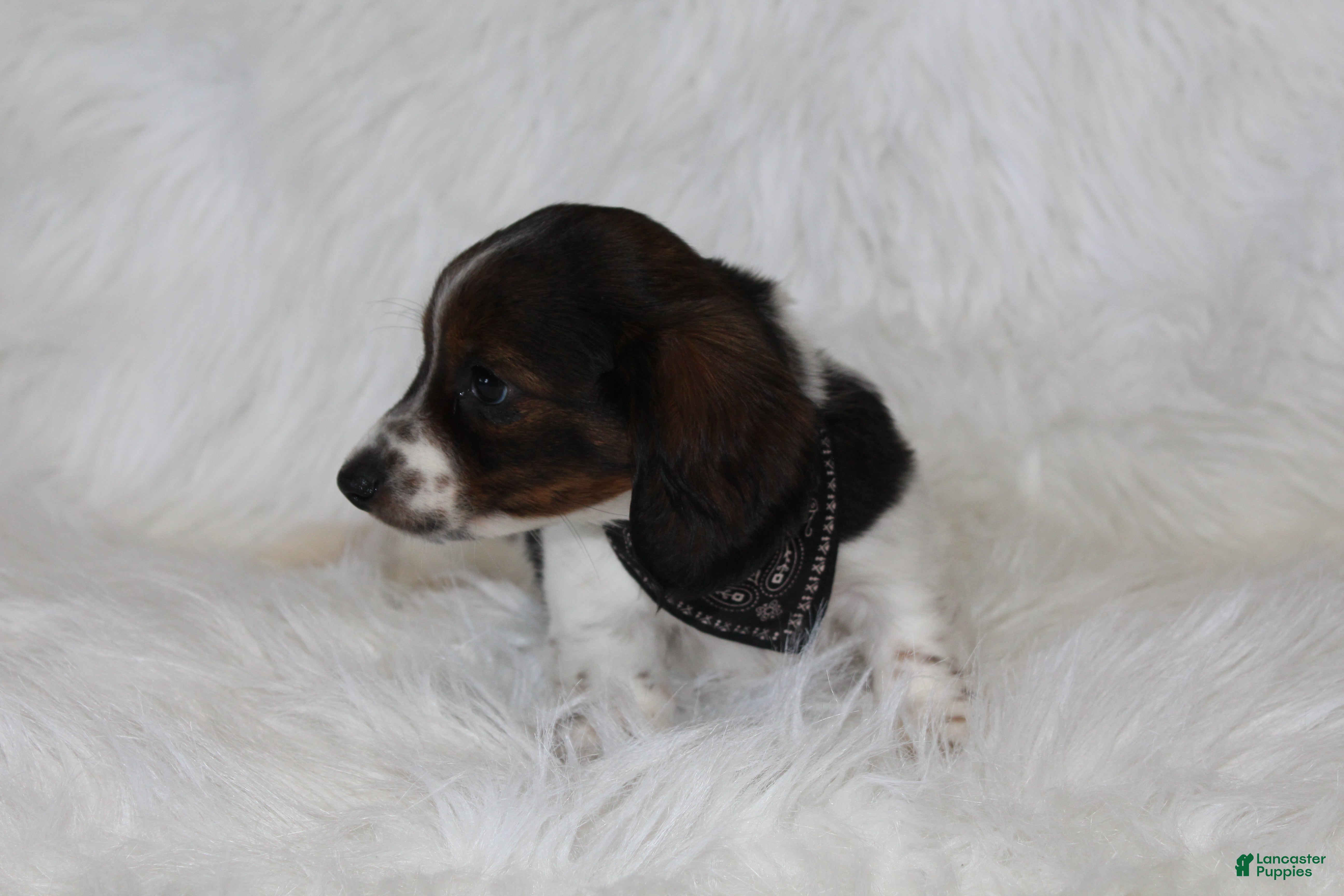 Miniature Dachshund dogs Max - Ad 2