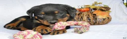 Rottweiler dogs for sale: Daisy - Ad 2
