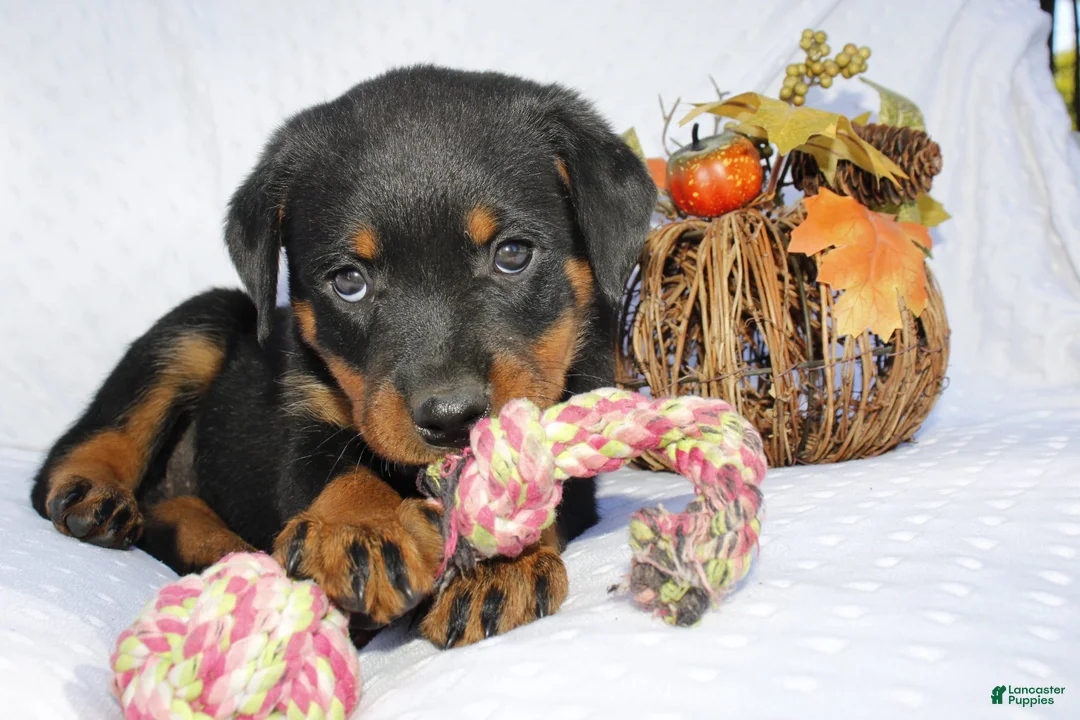 Rottweiler dogs for sale: Daisy - Ad 2