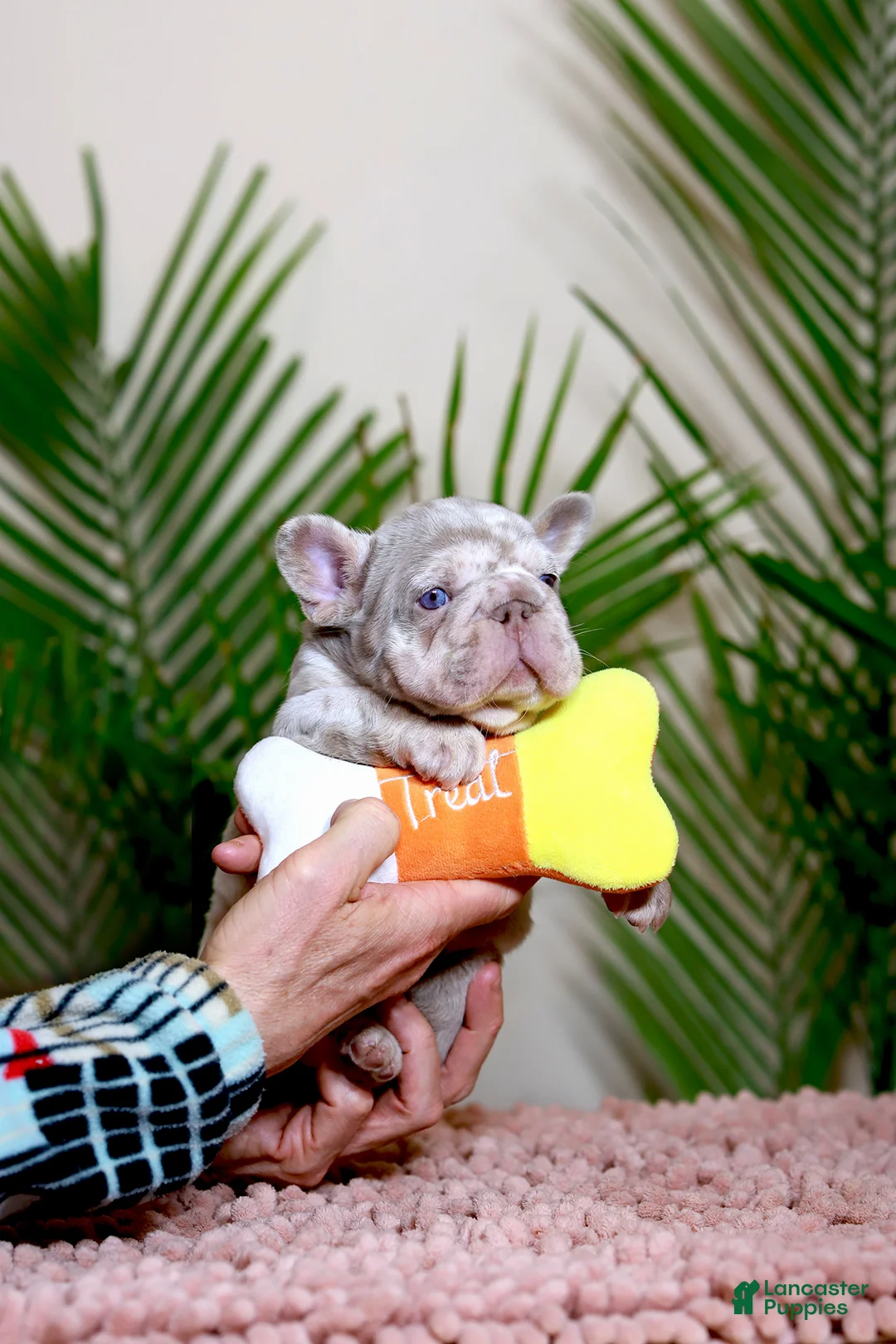 French Bulldog dogs for sale: ROXI - Ad 2