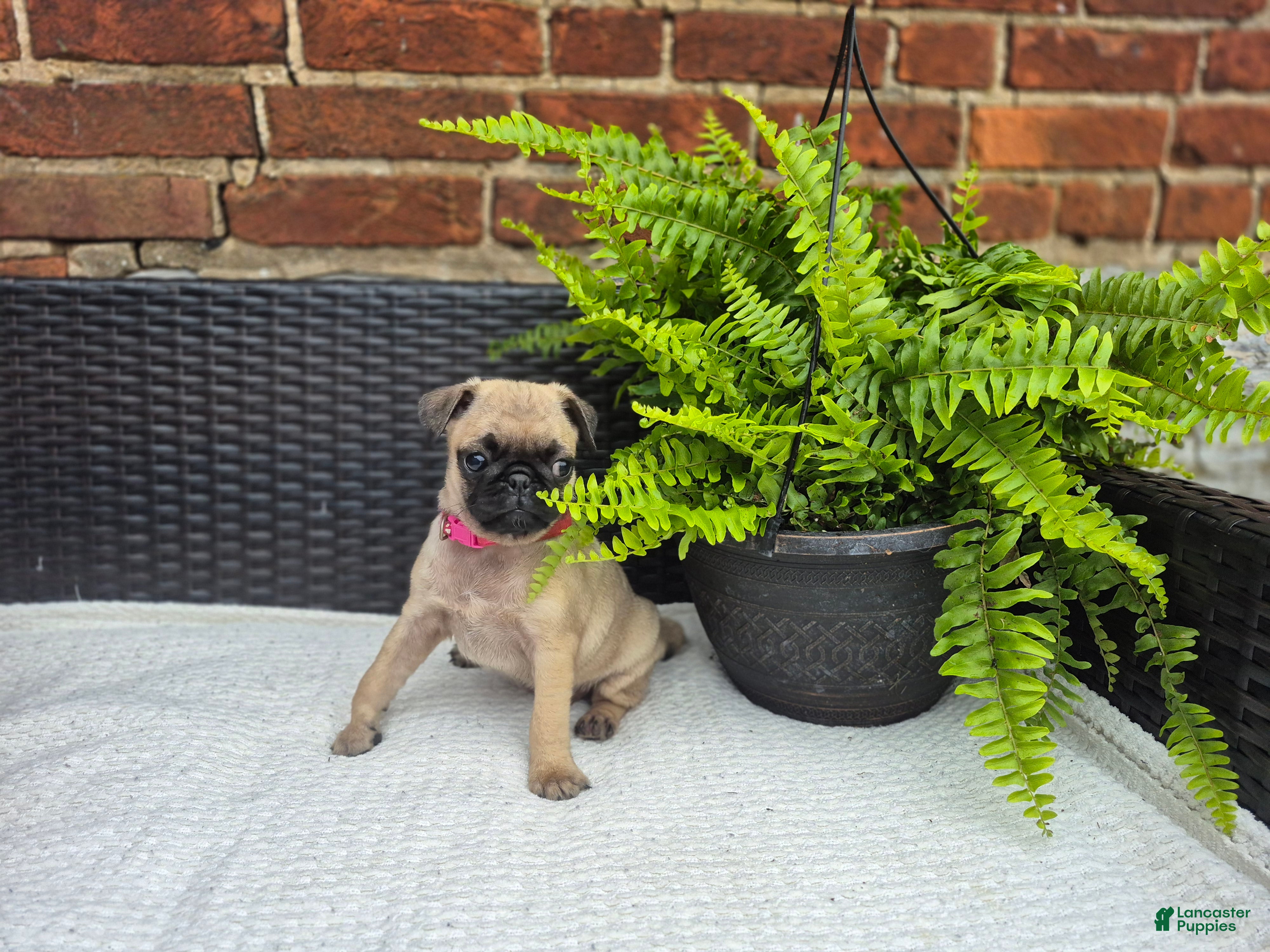 Pug dogs Daisy - Ad 2