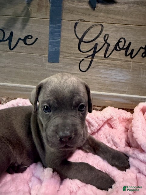 Cane Corso dogs for sale: Girl 1 - Ad 2