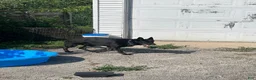 German Shepherd dogs for sale: German Shepherd Puppy 3 - Ad 6