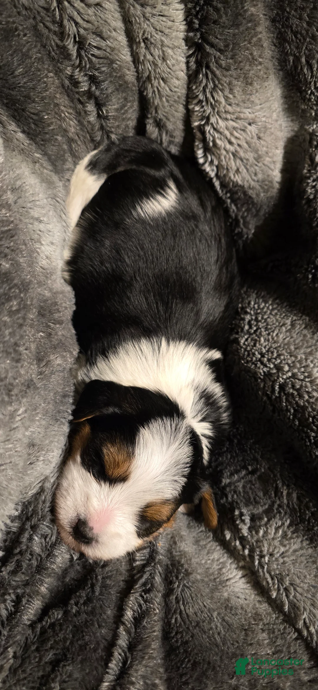 Morkie dogs for sale: Panda - Ad 10