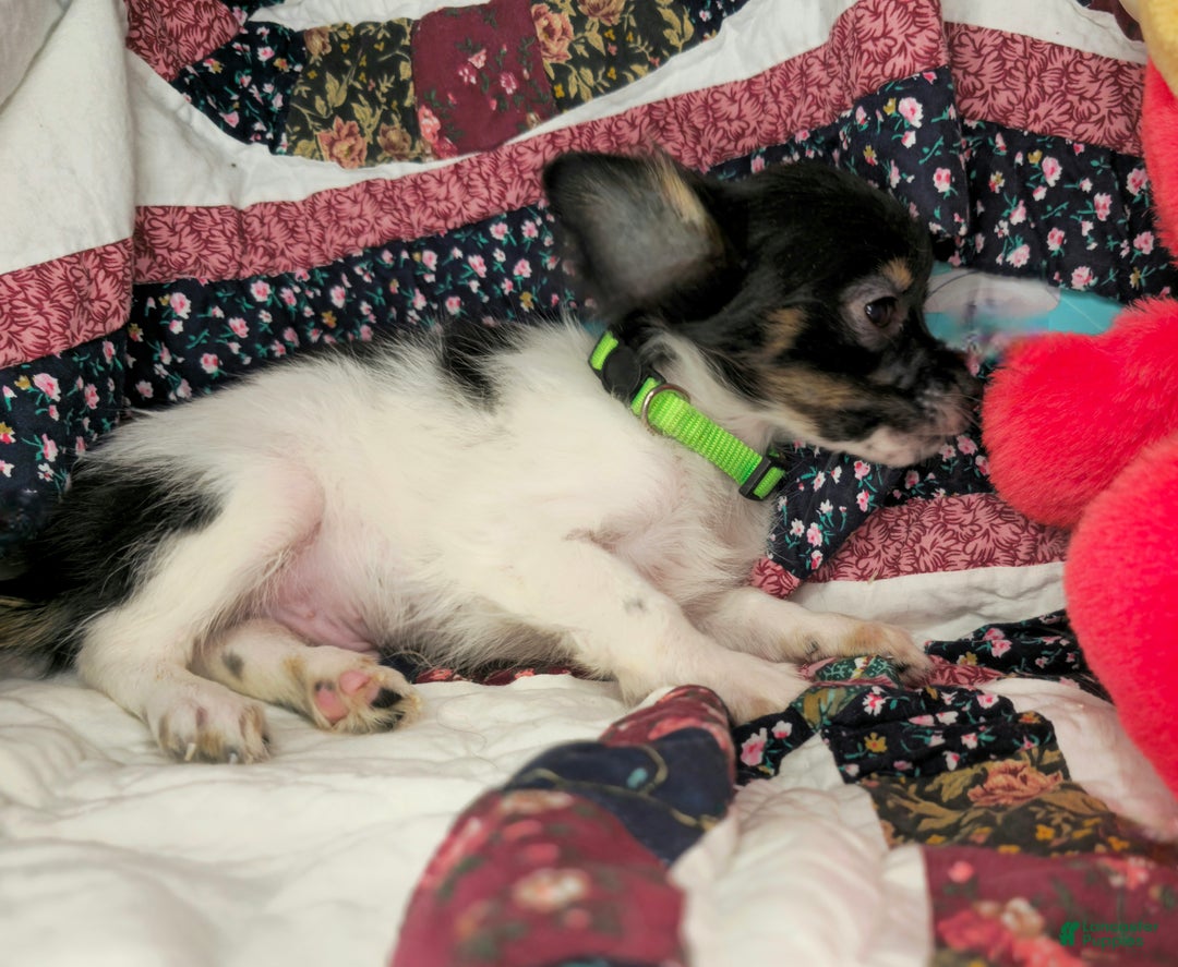 Chihuahua dogs for sale: Nikole LH - Ad 8