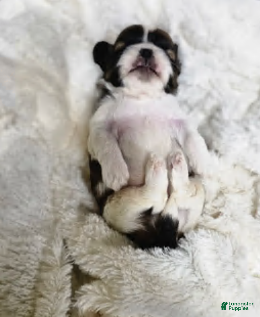 Shih Tzu dogs for sale: Bentley Ckc - Ad 2