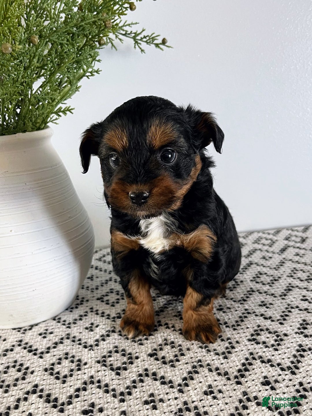 Mini Aussiedoodle dogs for sale: Ozzie - Ad 2
