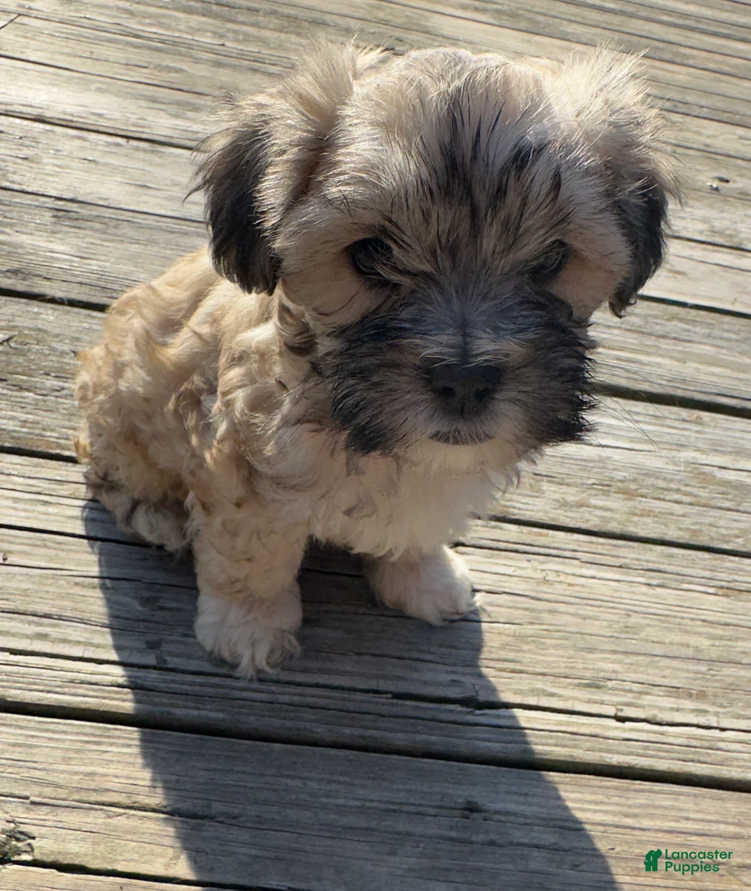 Mixed Breed dogs for sale: Teddy - Ad 1