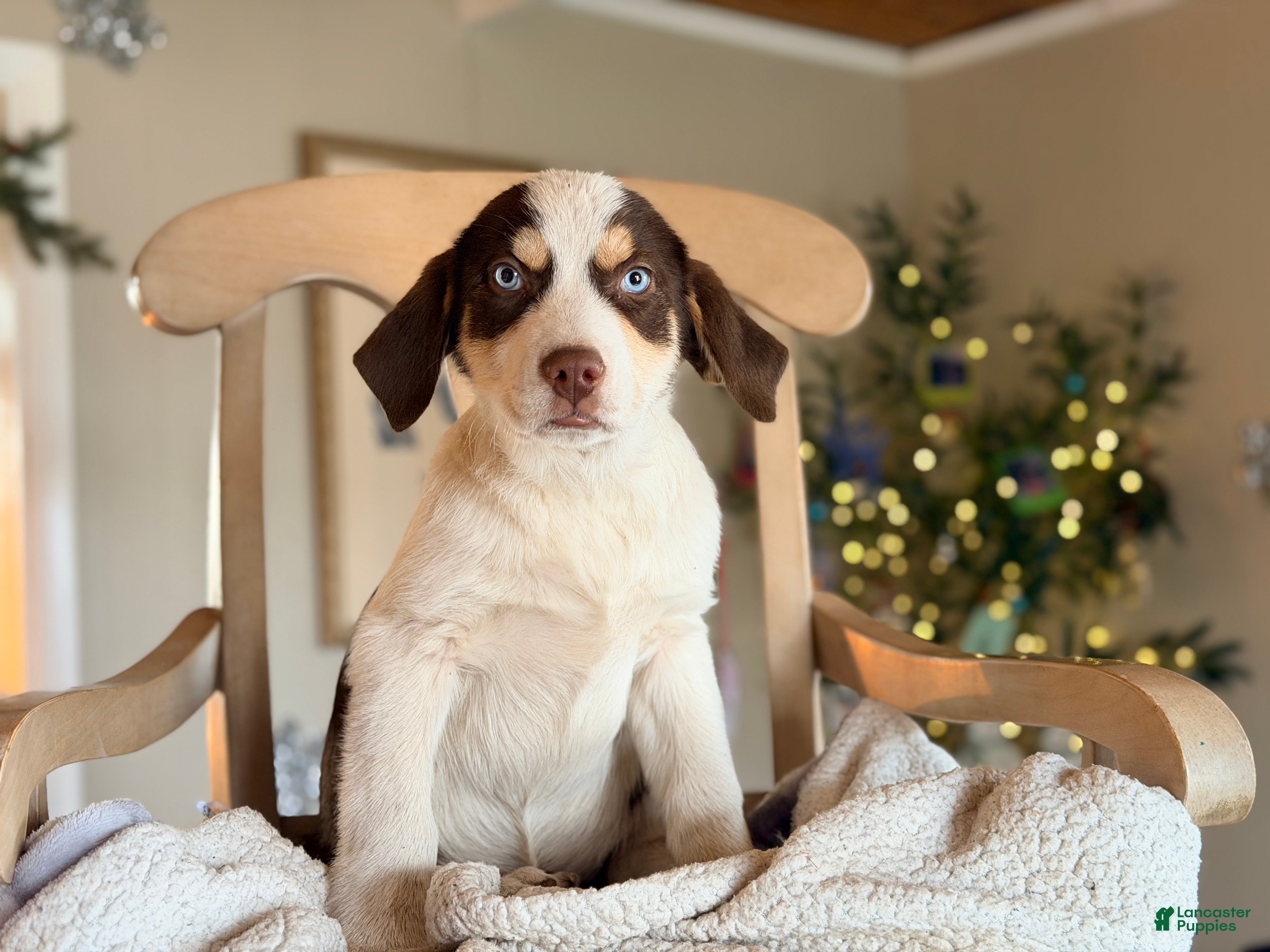 Mixed Breed dogs Mixed Breed Puppy 1 - Ad 9