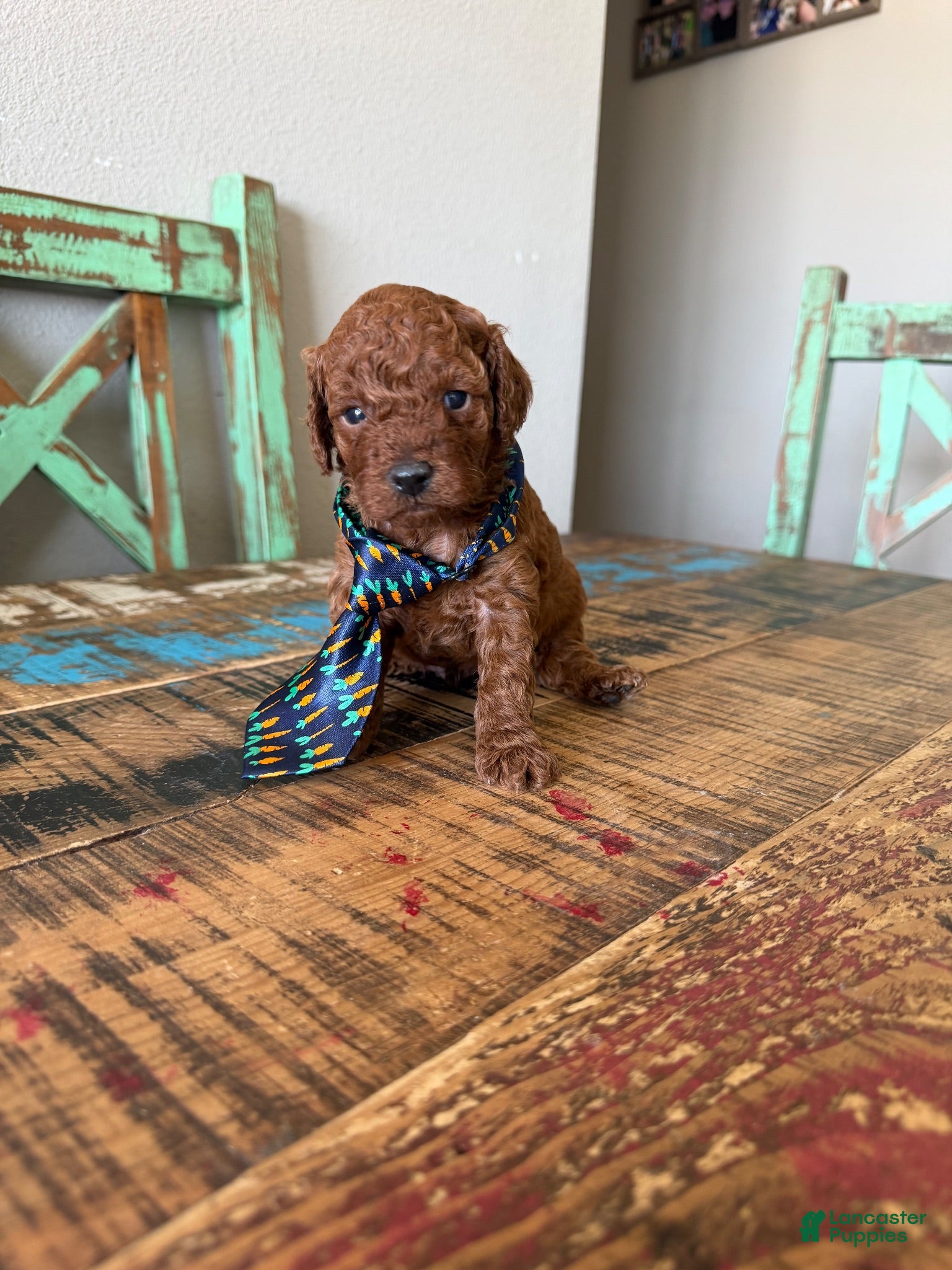 Toy Poodle dogs Akc Red Toy Poodle Blue Tie - Ad 40