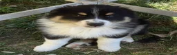 Australian Shepherd dogs for sale: Australian Shepherd Puppy 1 - Ad 6