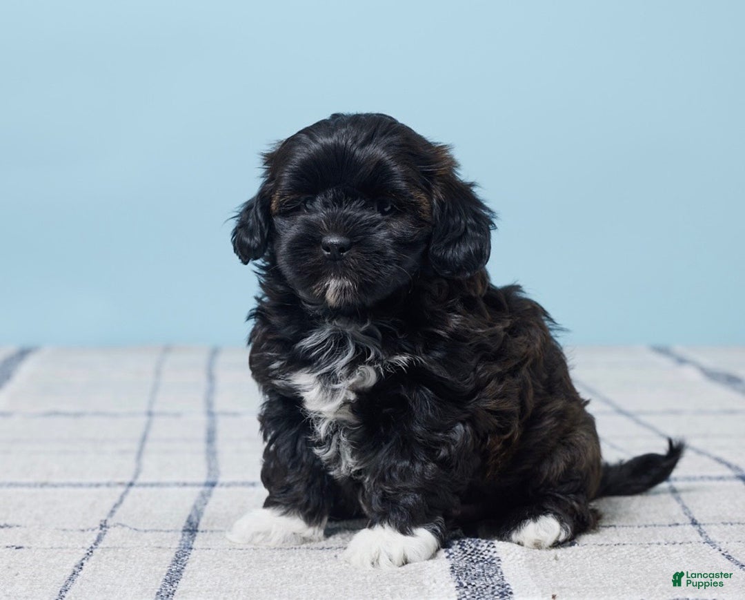 Shihpoo dogs for sale: Millie - Ad 1