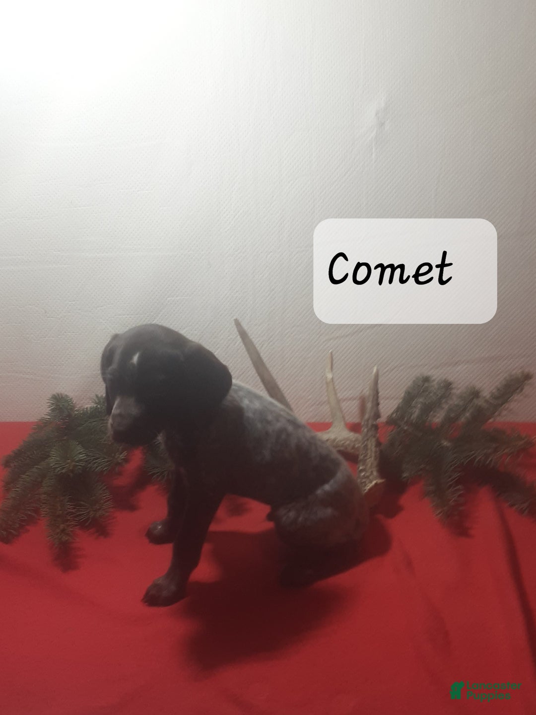 German Shorthaired Pointer dogs for sale: Comet - Ad 1