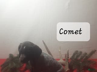 German Shorthaired Pointer dogs Comet - Ad 13