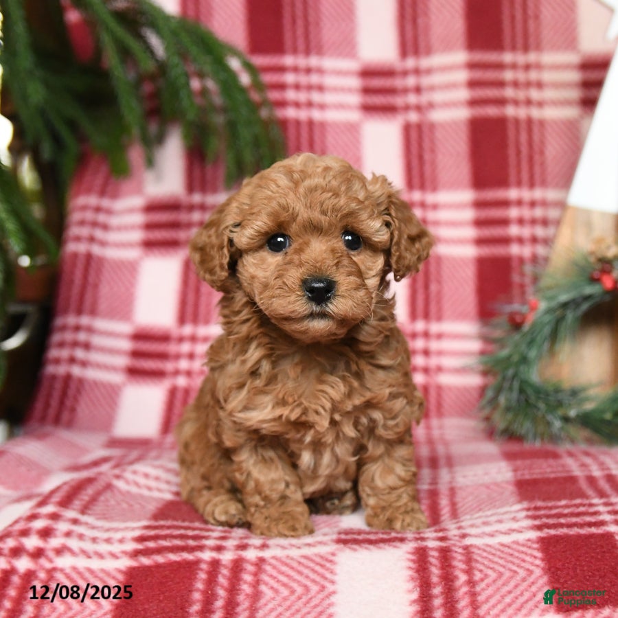 Toy Poodle dogs Ginger - Ad 29