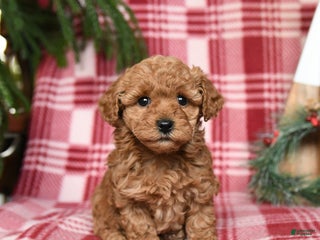 Toy Poodle dogs for sale: Ginger - Ad 1