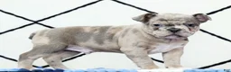 Frenchton dogs for sale: Frisky - Ad 4