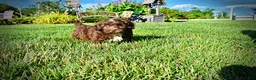Havapoo dogs for sale: Chewy - Ad 15