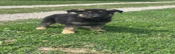 German Shepherd dogs for sale: Ace - Ad 4