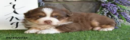 Australian Shepherd dogs for sale: Theo - Ad 5