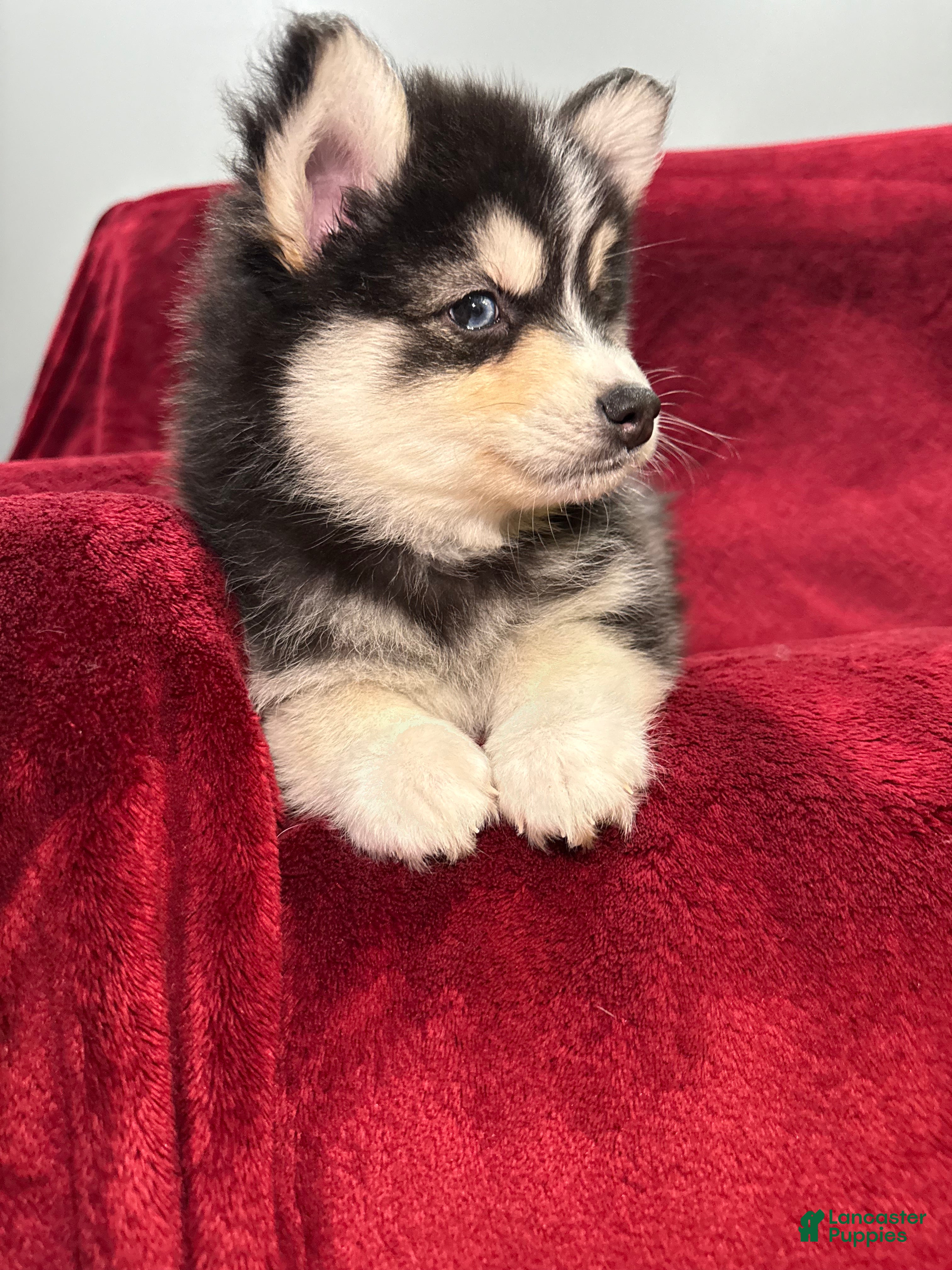 Pomsky dogs Niko - Ad 5