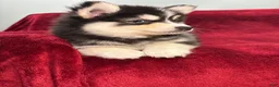 Pomsky dogs for sale: Niko - Ad 1
