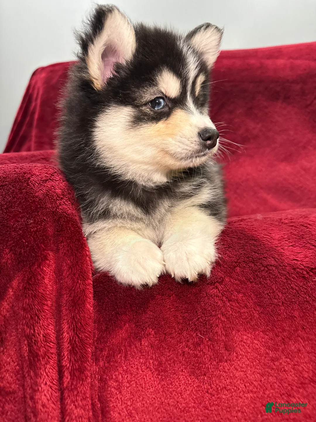 Pomsky dogs for sale: Niko - Ad 1