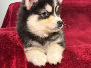 Pomsky dogs Niko - Ad 20