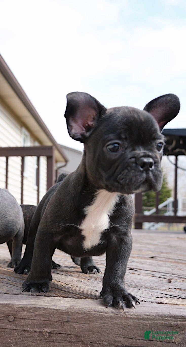 French Bulldog dogs Chip - Ad 1