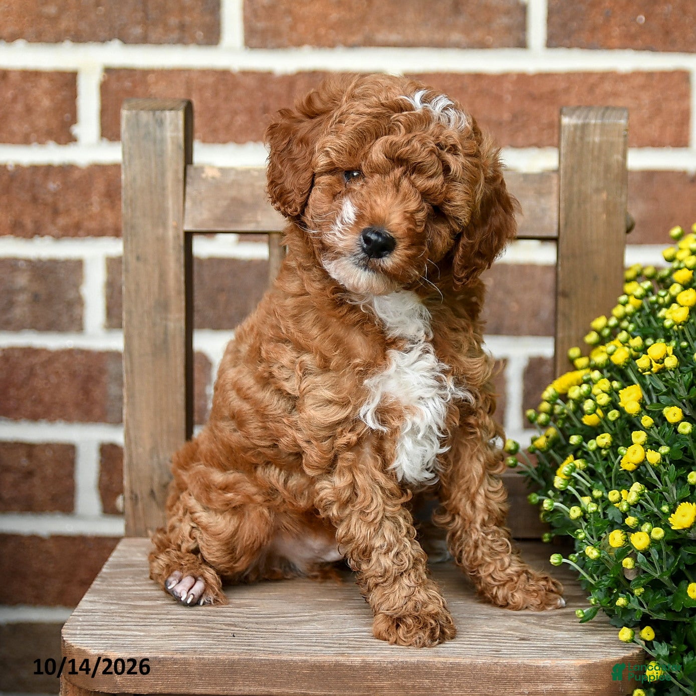 Miniature Poodle dogs Marshmallow - Ad 1