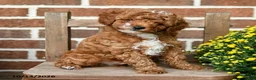 Miniature Poodle dogs for sale: Marshmallow - Ad 1