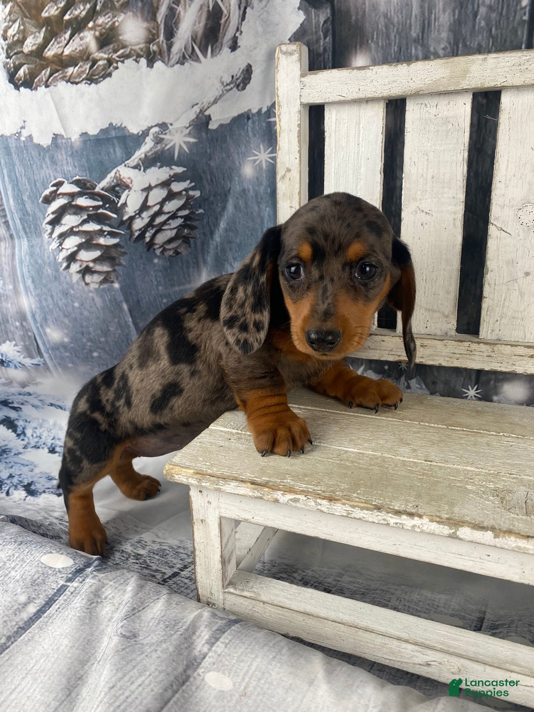 Miniature Dachshund dogs for sale: Julie - Ad 8