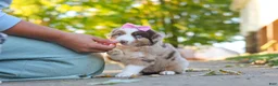Miniature Australian Shepherd dogs for sale: Chaos - Ad 5