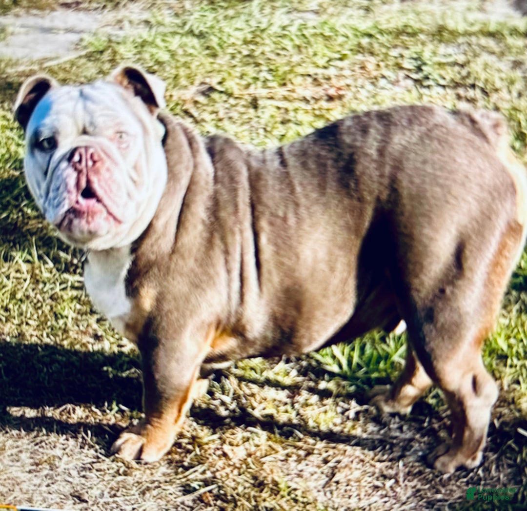 English Bulldog dogs for stud: Madmartegen  - Ad 1