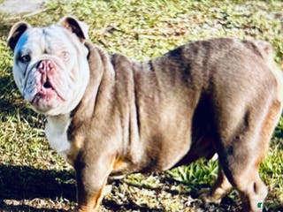 English Bulldog dogs Madmartigan - Ad 3