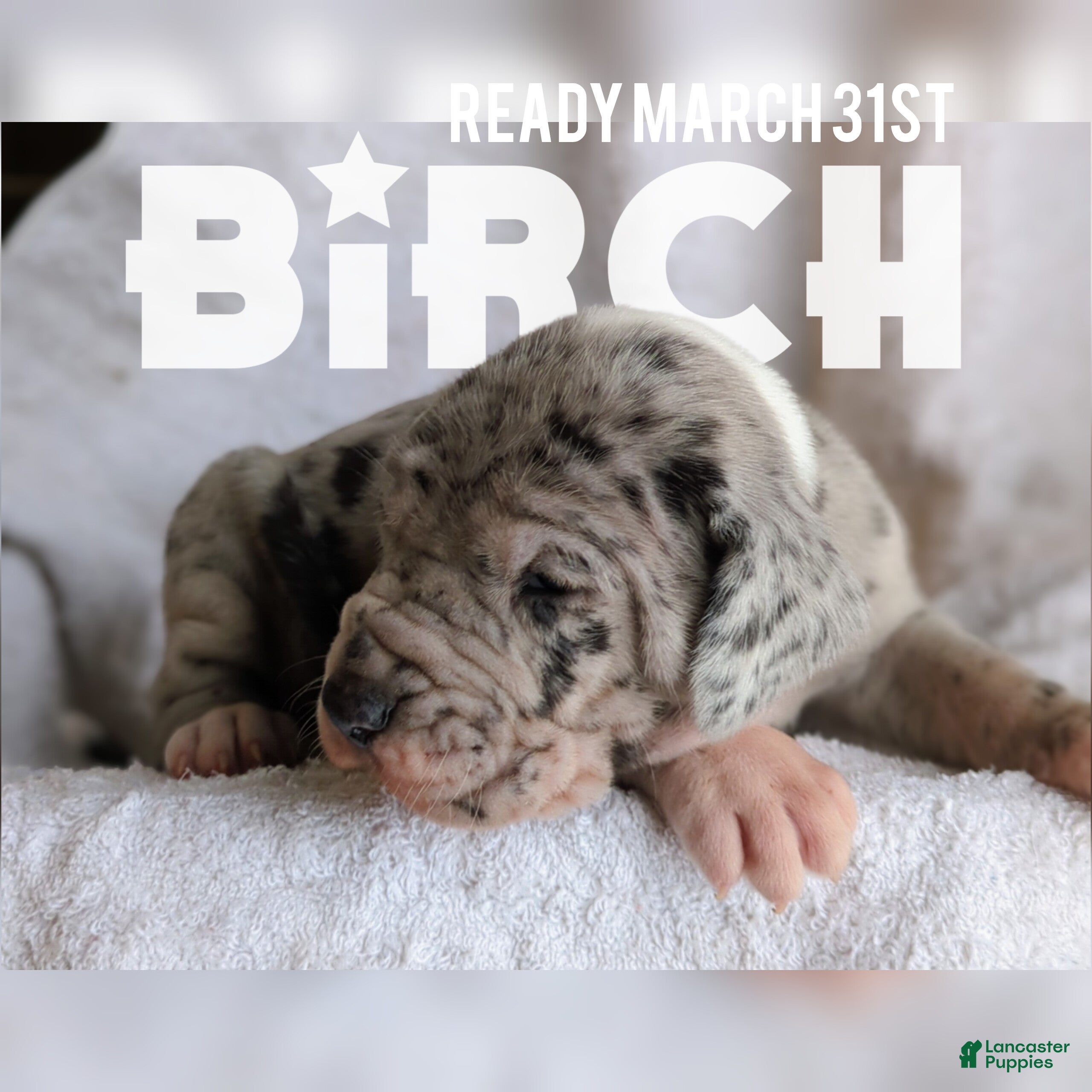 Great Dane dogs Birch - Ad 1