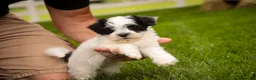 Havanese dogs for sale: Libby Havanese  - Ad 8