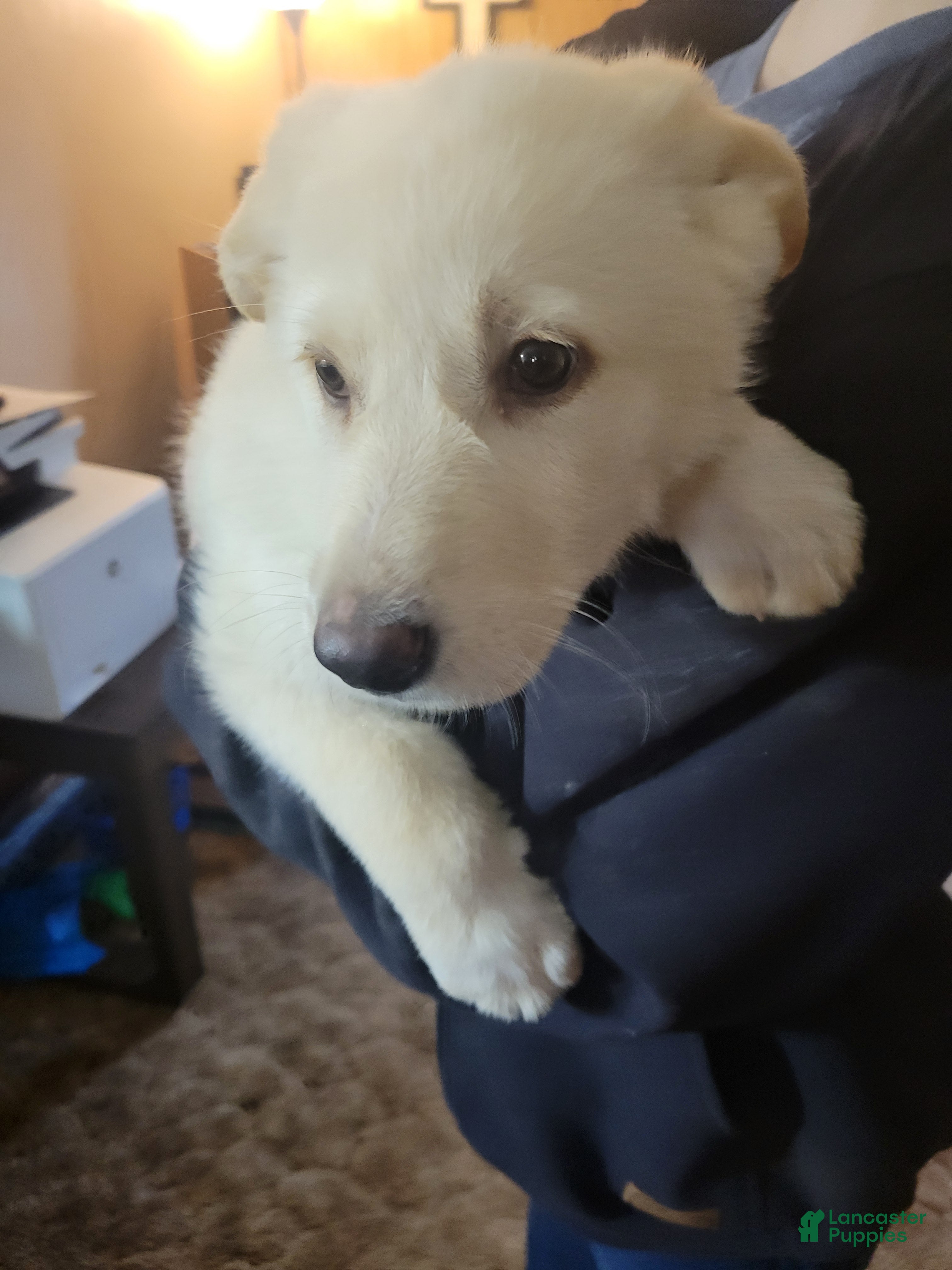 German Shepherd dogs German Shepherd Puppy 5 - Ad 1