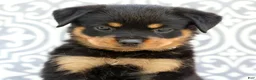 Rottweiler dogs for sale: Sugar - Ad 6