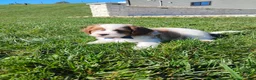 Cavapoo dogs for sale: Hobo - Ad 3