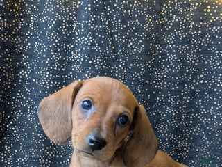 Dachshund dogs Cupid - Ad 4