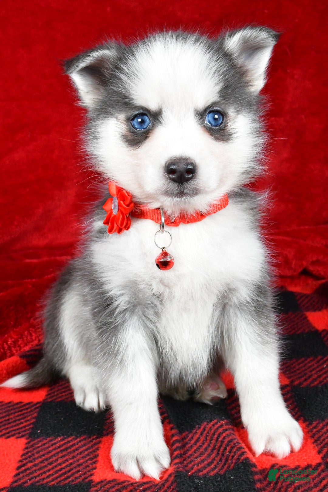 Pomsky dogs for sale: Veronica - Ad 9