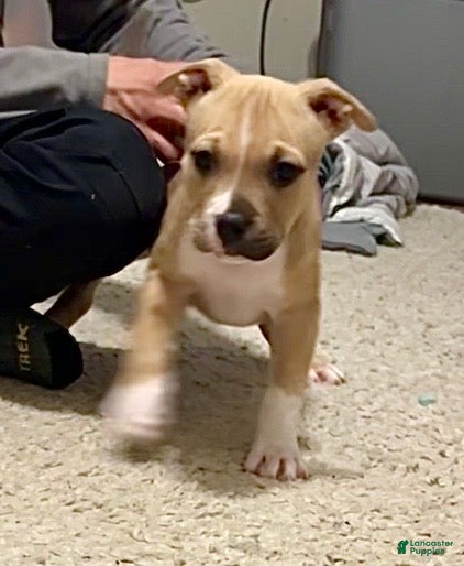 American Bully dogs Dahlia - Ad 2