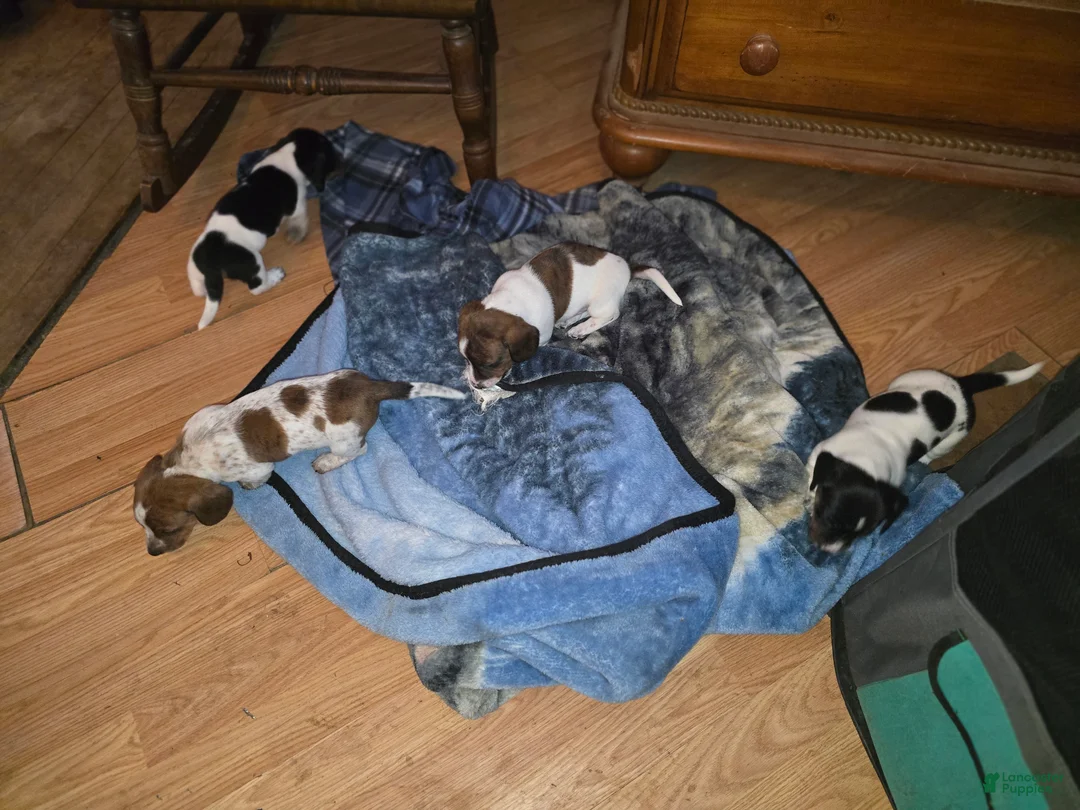 Dachshund dogs for sale: Hollee - mini - Ad 7