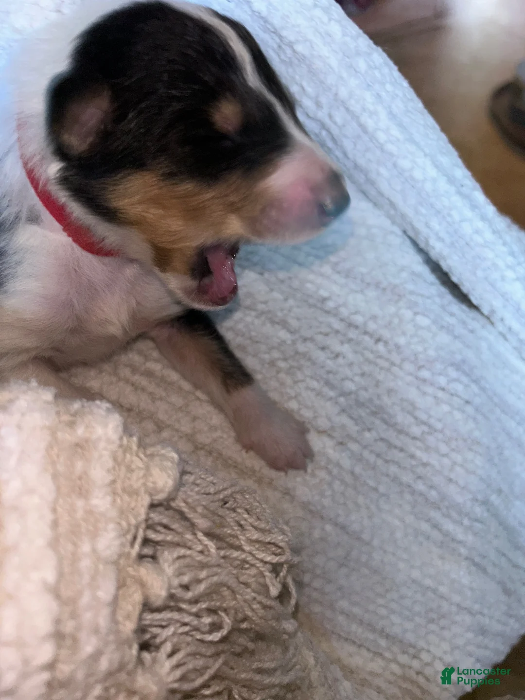 Collie dogs for sale: Ash - reserved for Jen - Ad 2