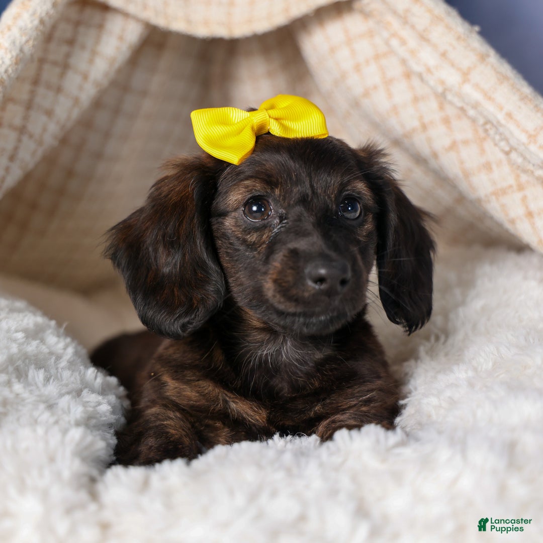 Miniature Dachshund dogs for sale: Cupcake - Ad 4