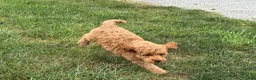 Cockapoo dogs for sale: Terrance - Ad 4
