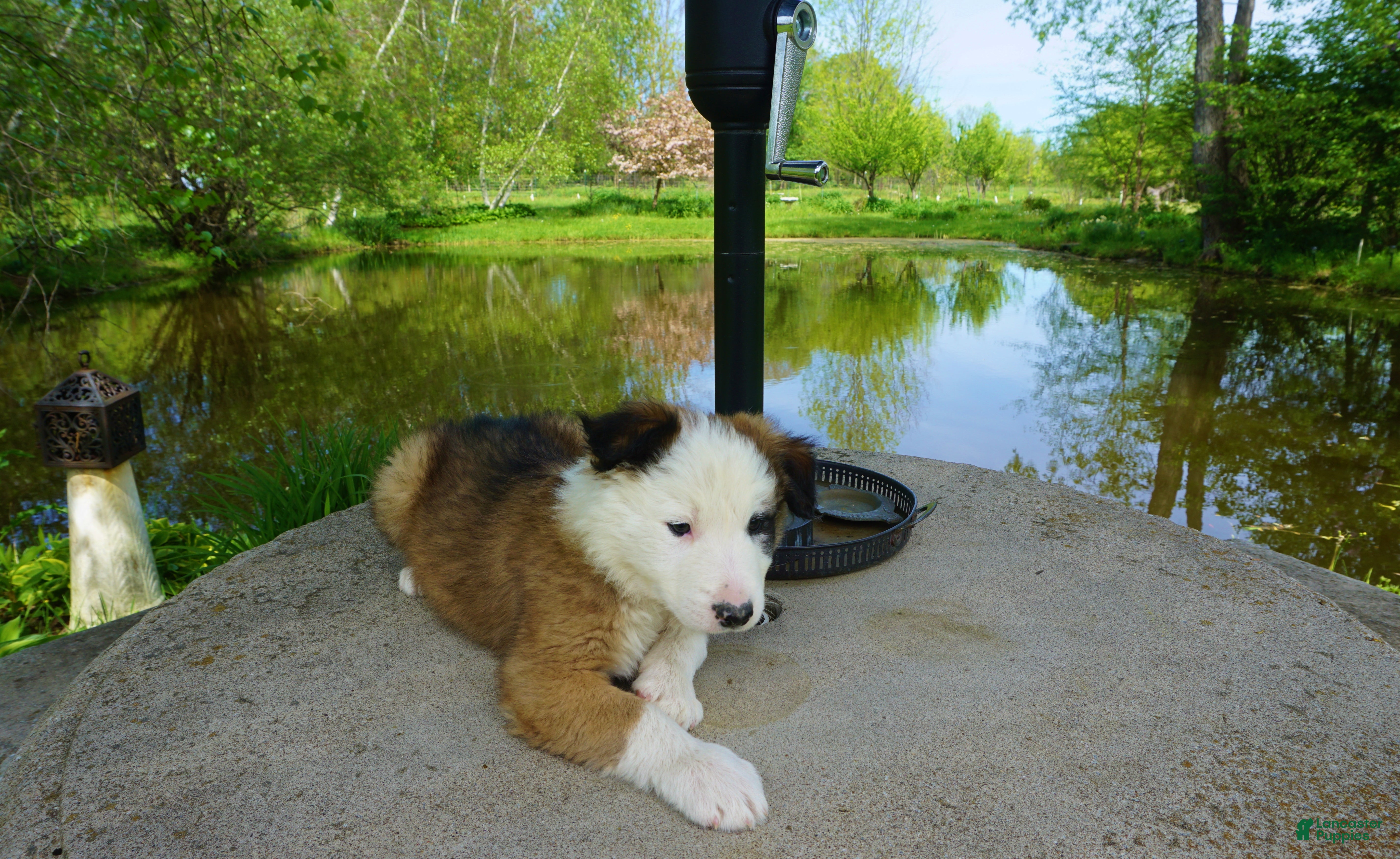 Border Collie dogs BANE - Ad 15
