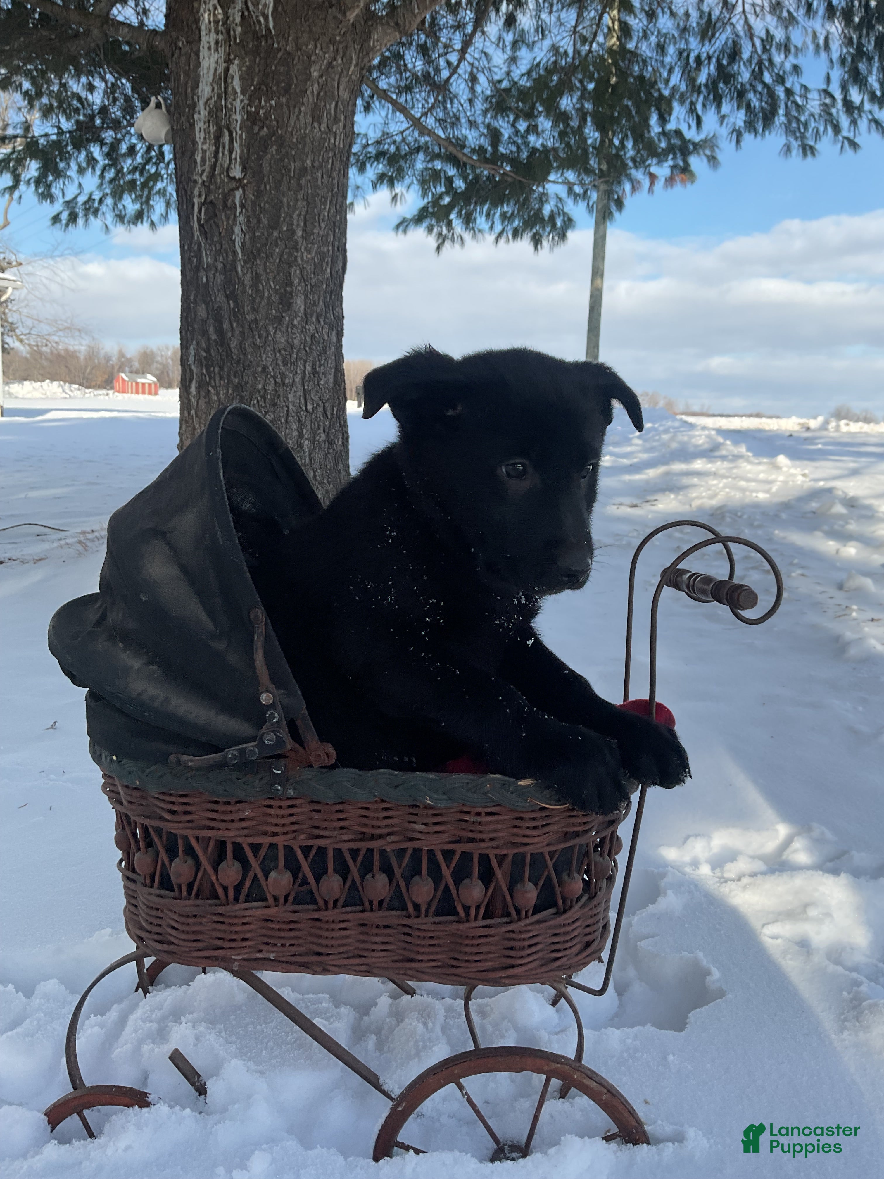 Mixed Breed dogs Becca  - Ad 2