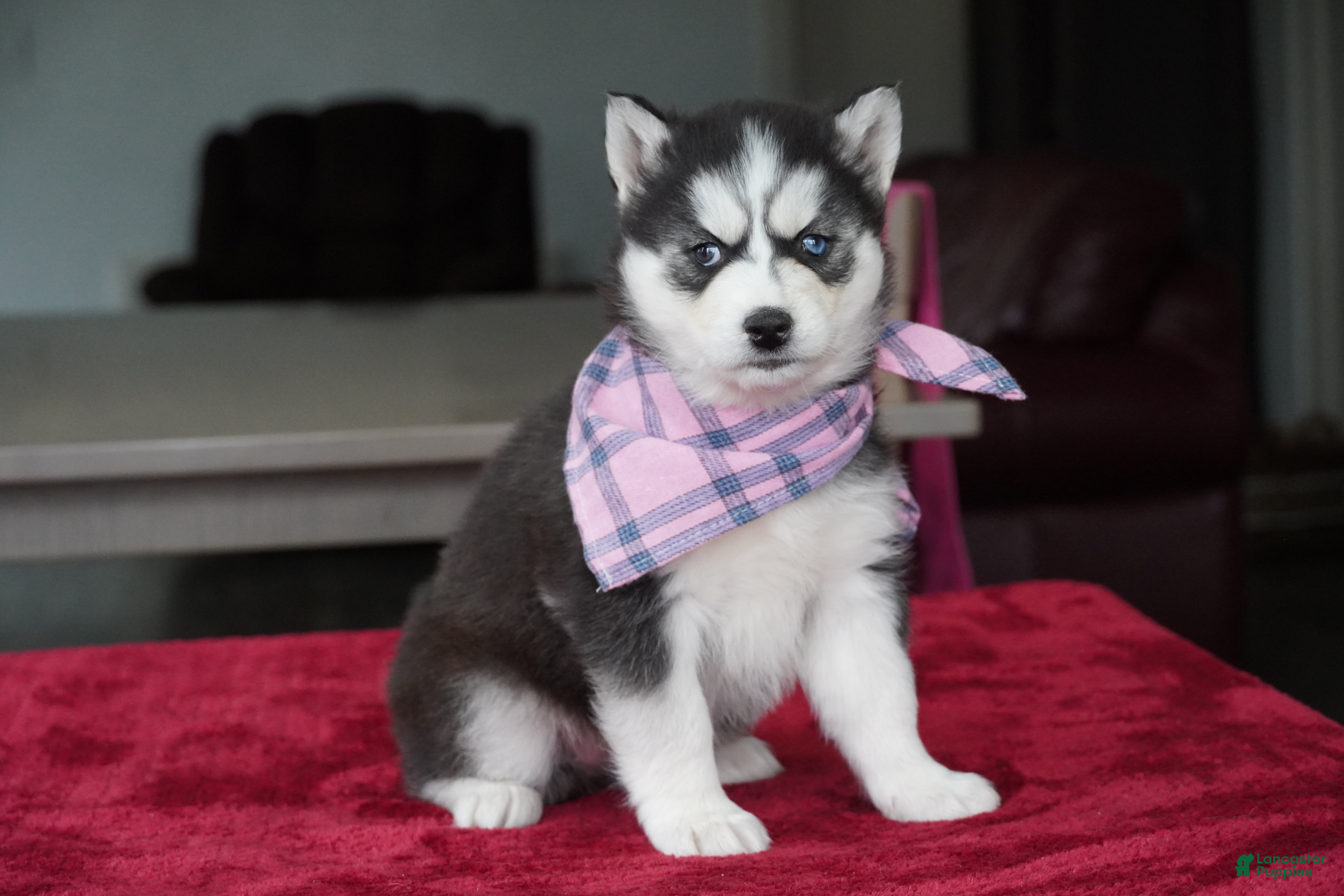 Siberian Husky dogs Daisy - Ad 2